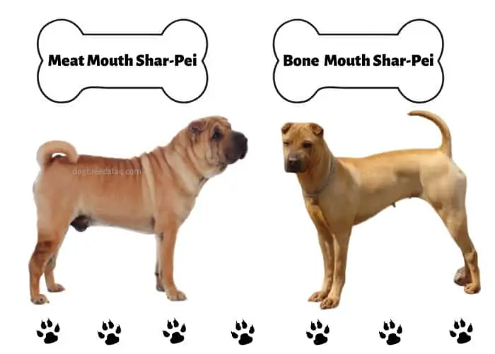 2 types of Shar-Pei