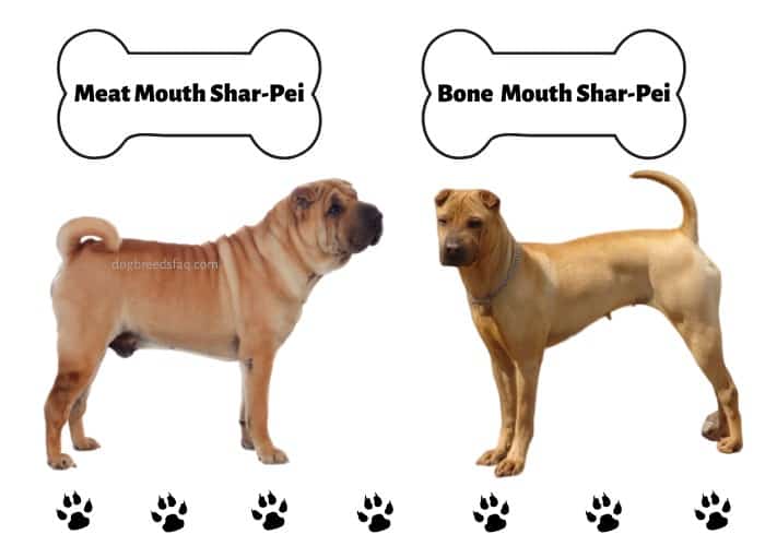 2 types of Shar-Pei