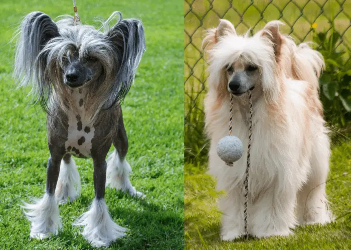 2 types of chinese crested dogs