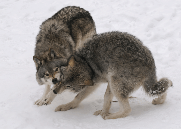 2 wolves fighting