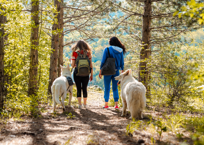 2 women hiking in the forest with their dogs