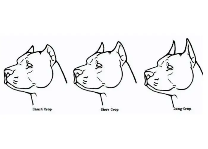 3 Great Dane Cropping styles