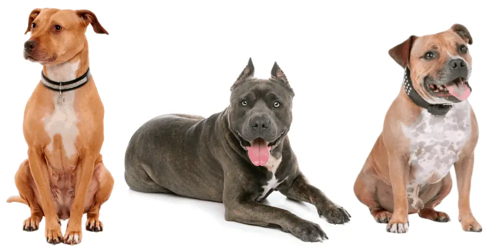 3 Pit bull breeds on white background