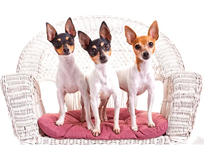 3 Toy Fox Terrier dogs standing on a wooden chair