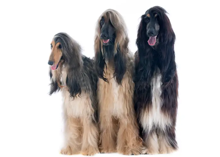 3 afghan dog on white background