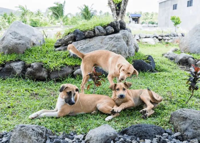 3 aspin dogs