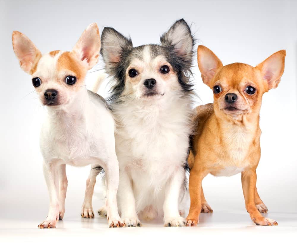 3 chihuahuas on white background