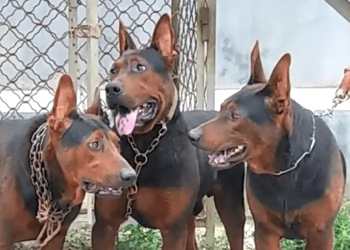 3 chinese red dogs close up image 