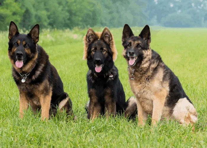 3 german shepherds sitting in the park