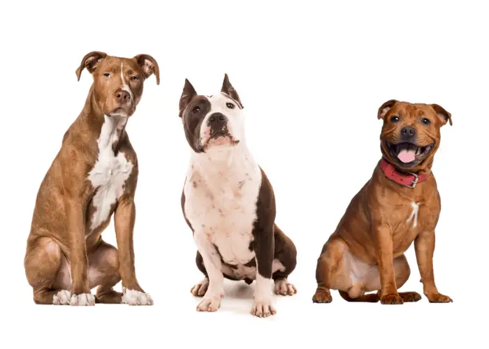 3 pit bull breeds