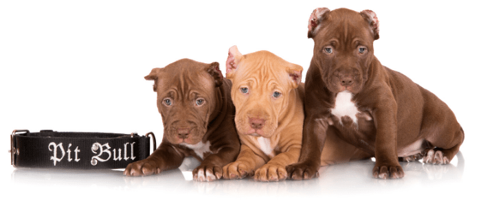 3 pit bull puppies and collar with pit bull sign on white background