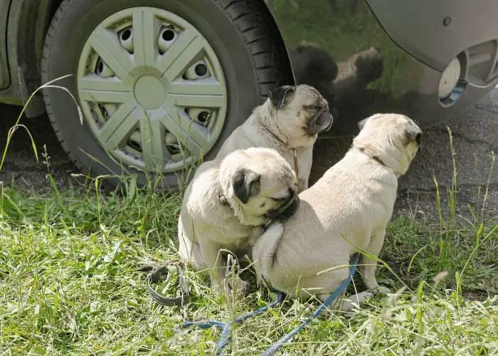 3 pugs near a car