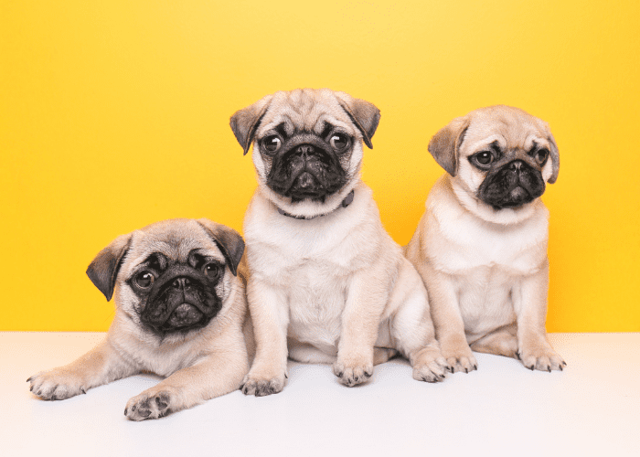 3 pugs on white and yellow background