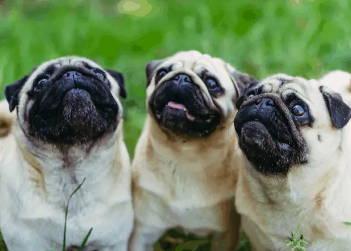 3 pugs