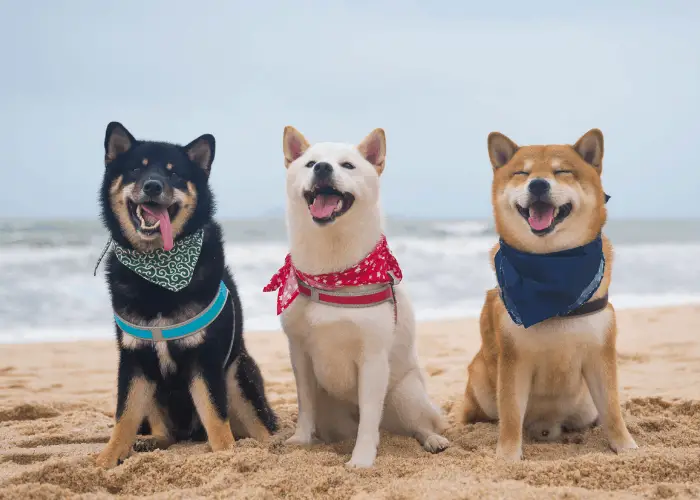 3 shiba inu on the beach