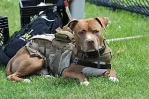 Pit Bulls As a Service Dog