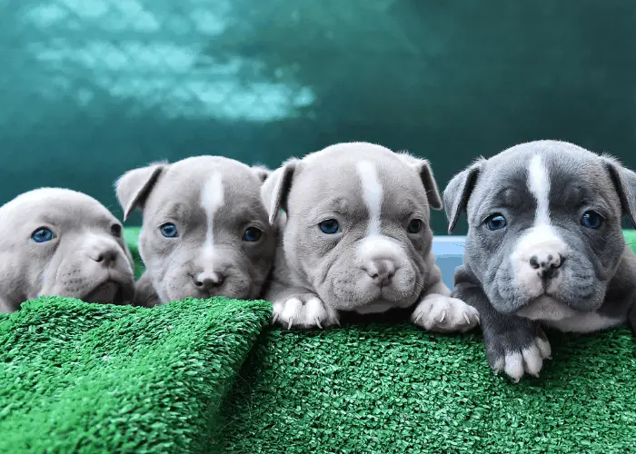 4 Blue eyed pit bull puppy standing behind green carpet