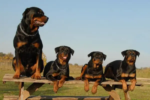 4 rottweilers sitting on a long bench