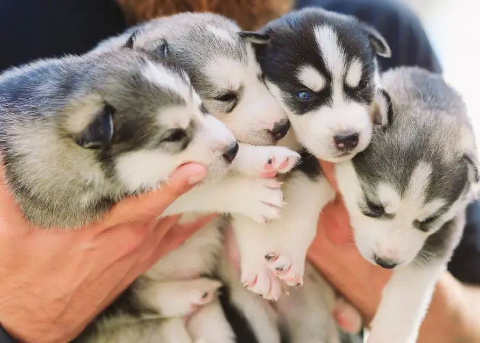 4 siberian husky puppies
