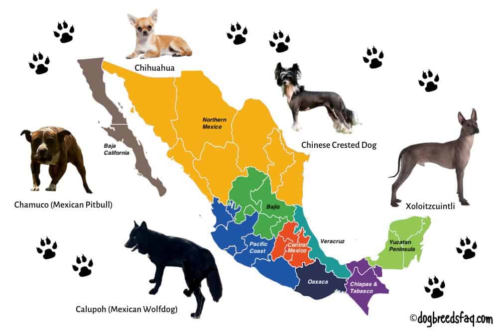 5 mexican dog breeds illustration