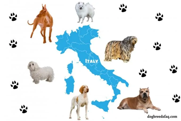 13 Amazingly Unique Italian Dog Breeds (Famous Italian Dogs)