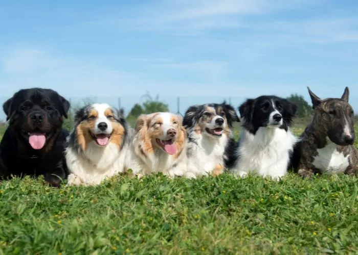 6 dog breeds on the lawn