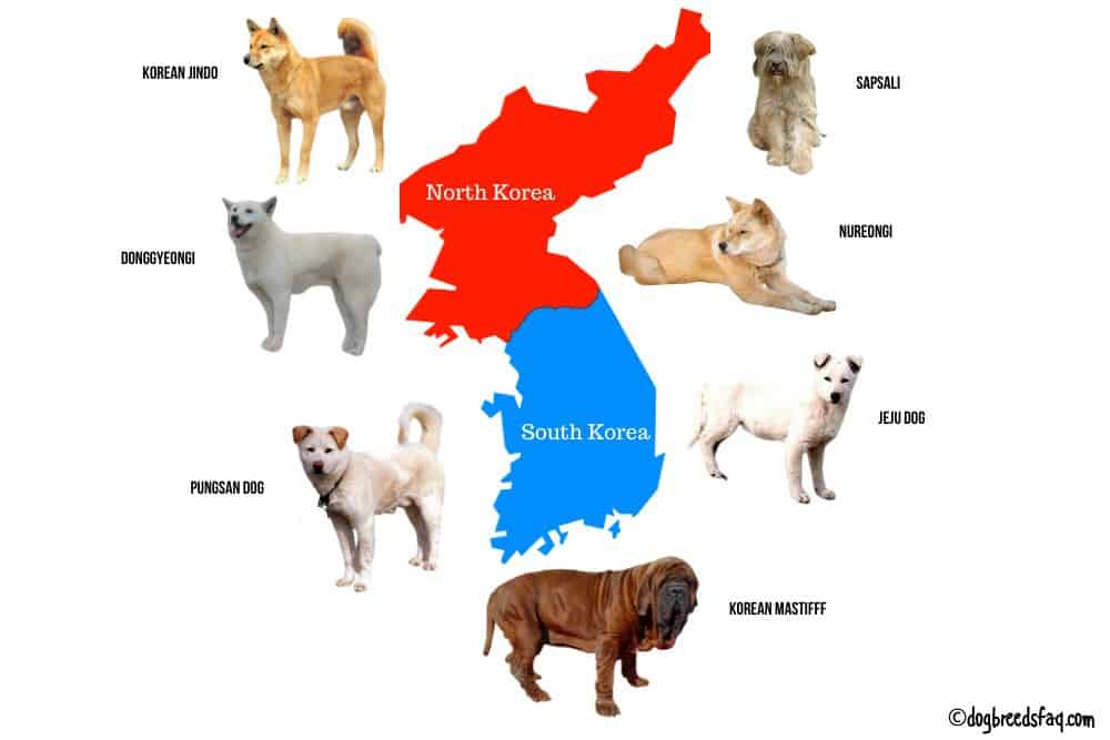 7 Korean Dog breeds illustration