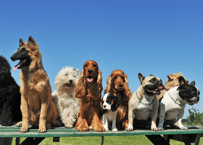 9 dogs on the bench