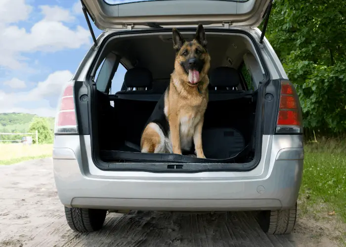 A German Shepherd sitting in the boot of a car