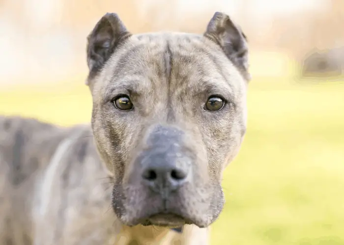 A brindle Presa Canario mixed breed dog with cropped ears looking at the camera