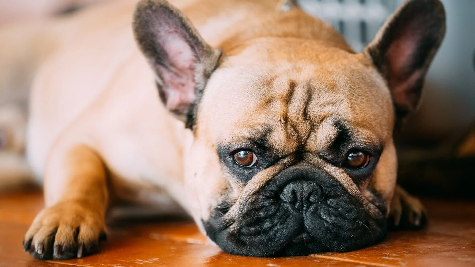 27 DETAILED French Bulldog Pros and Cons ( My Experience )