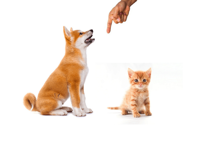 A hand pointing down and giving commands to akita puppy and kitten