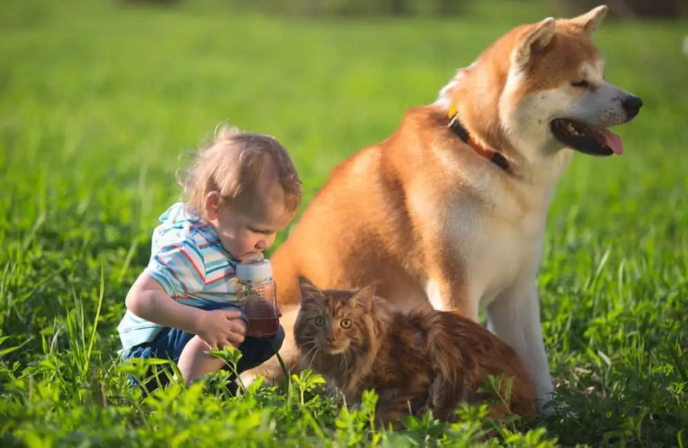 A little Boy, an Akita and a cat