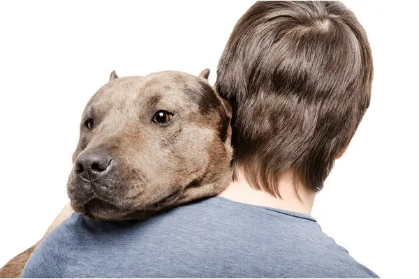a brown pit bull is being hugged while head is on his owner's left shoulder