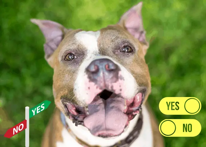 A pit bull terrier breed with cropped ears closed up photo with yes or no signs