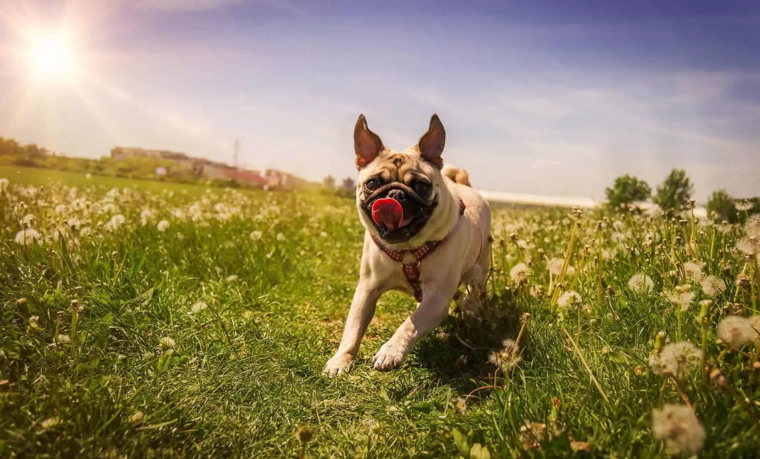 A pug running in the park during summer.