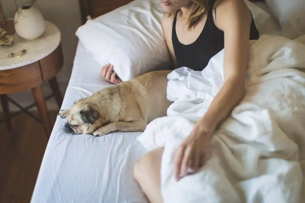 A pug with owner in bed