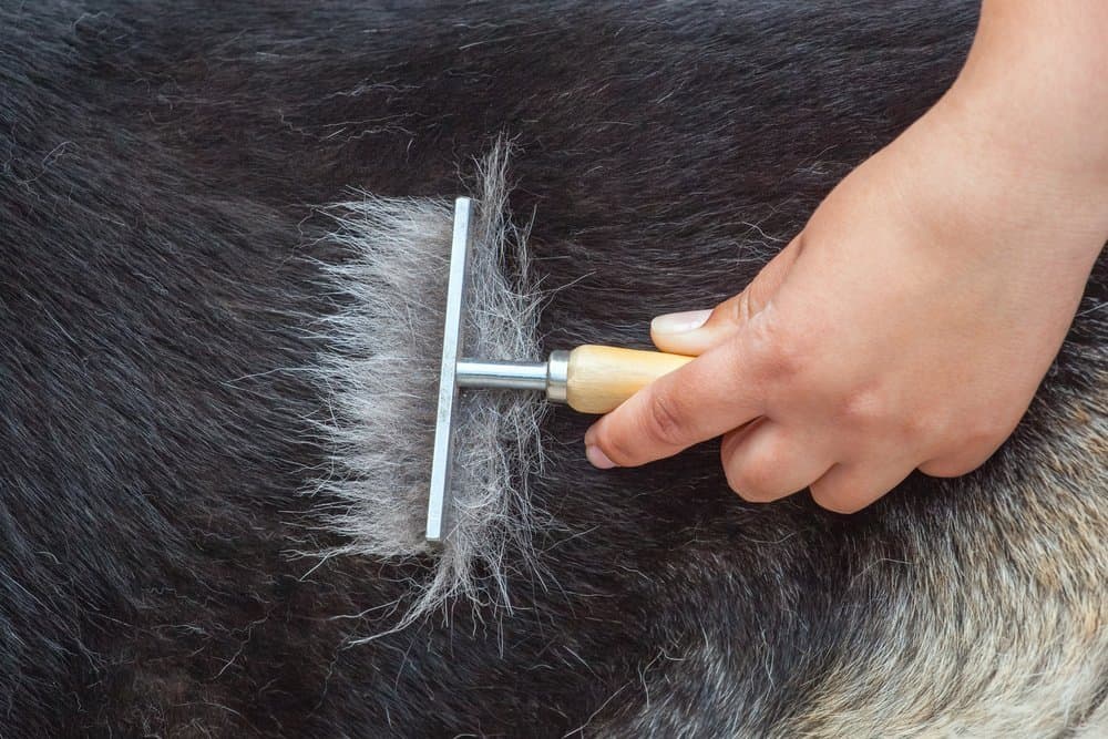 A veterinarian combs a German shepherd dog with a metal comb