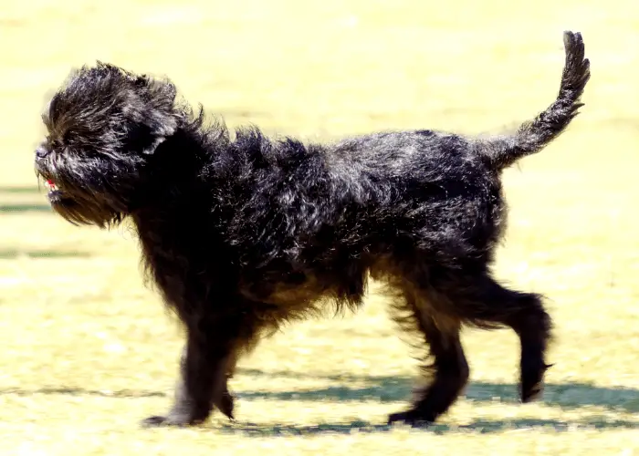 Affenpinscher walking on the lawn