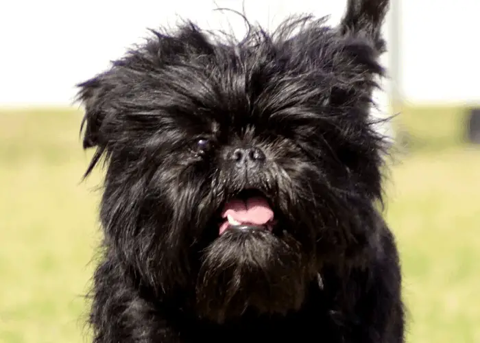 Affenpinscher close up