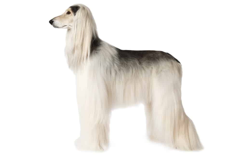 Afghan Hound on white background