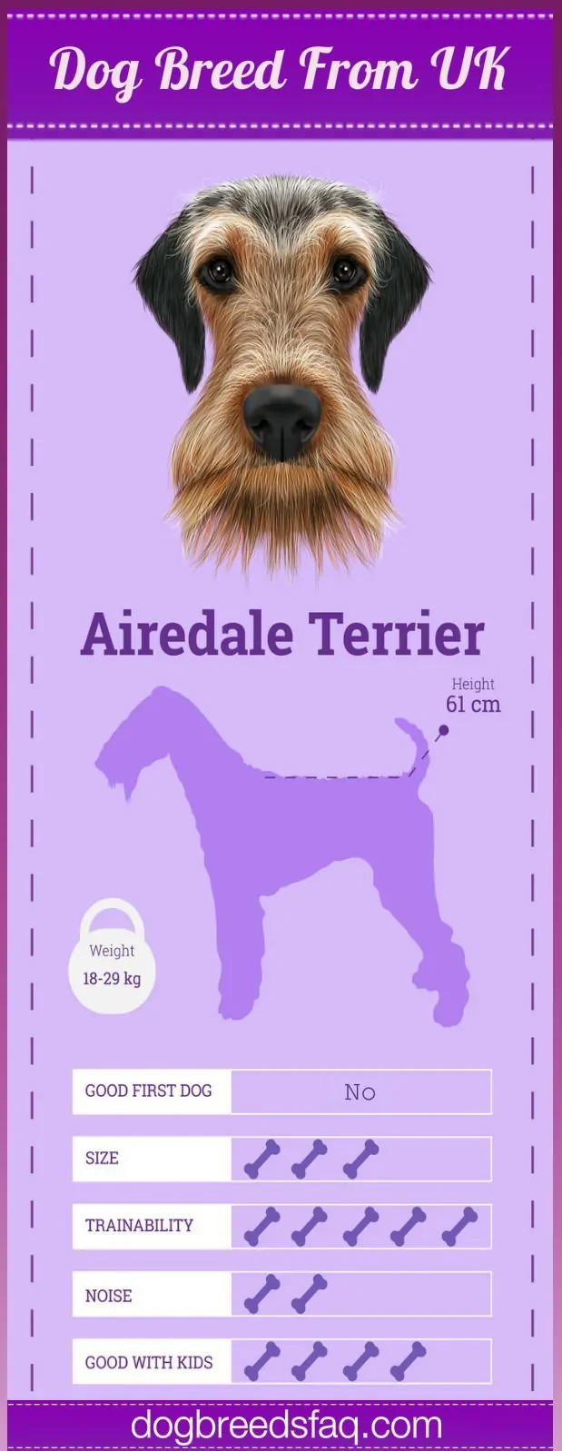 Airdale Terrier Temperament Infographic Image