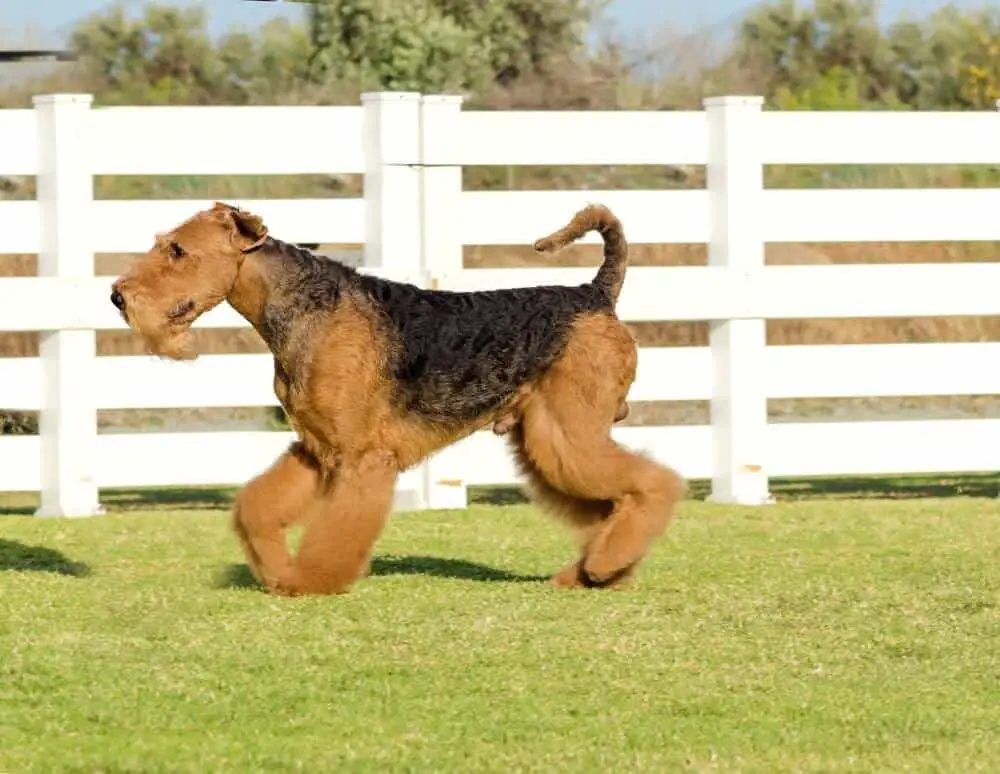 Airdale Terrier dog breed walking on the lawn