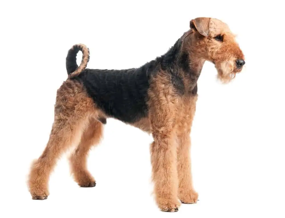 Airedale Terrier on white background