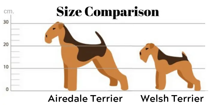 Airedale Terrier vs. Miniature airedale terrier size comparison