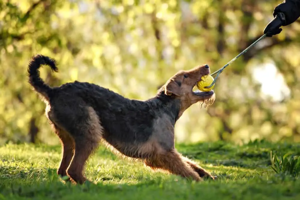 Airedale playing fetch at the park