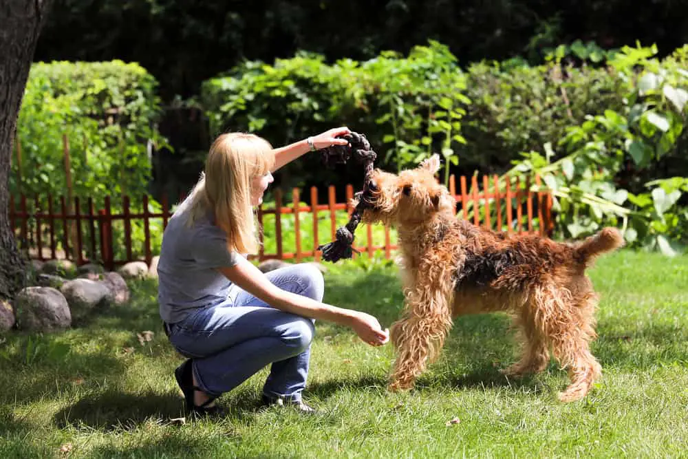 airdale terrier breed playing with a woman in the garden