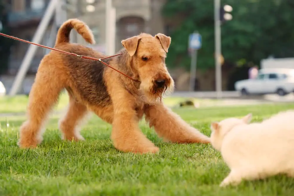 airedale terrier playing with a cat on the lawn