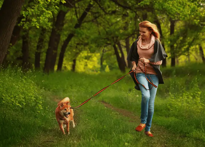 Akita Inu and lady owner running in the bush