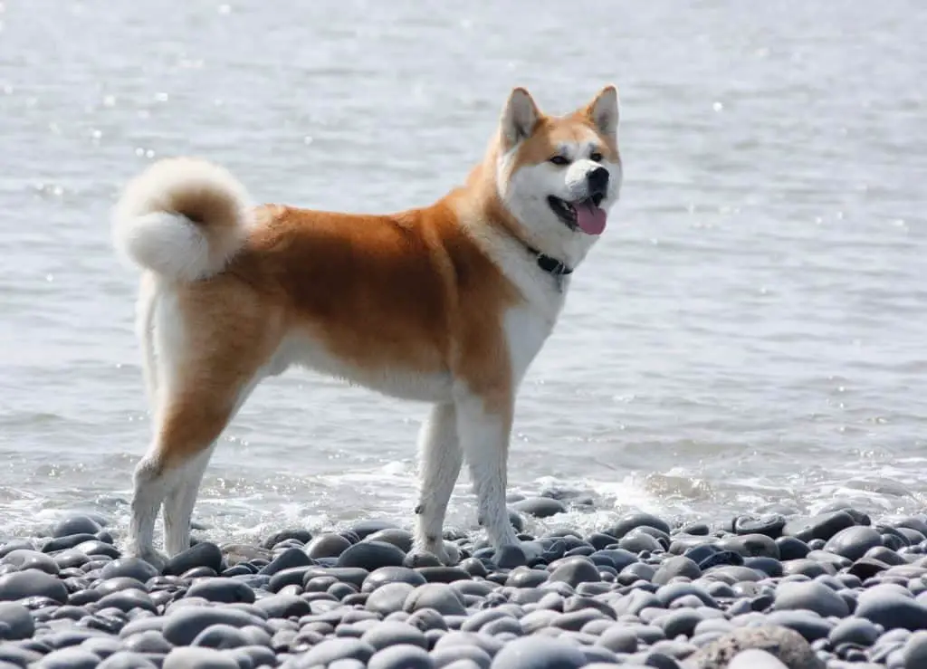 Akita Inu at the beach